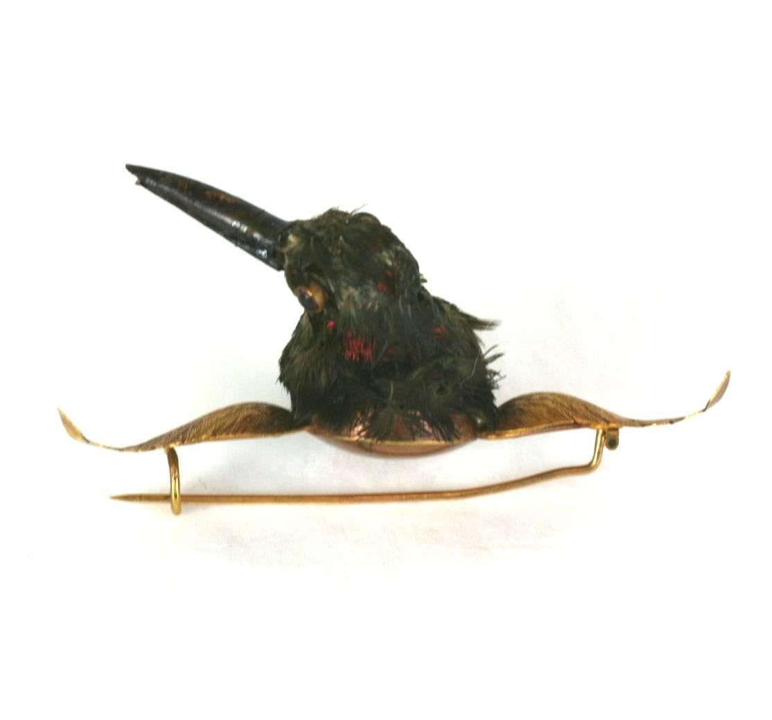 taxidermy hummingbird for sale
