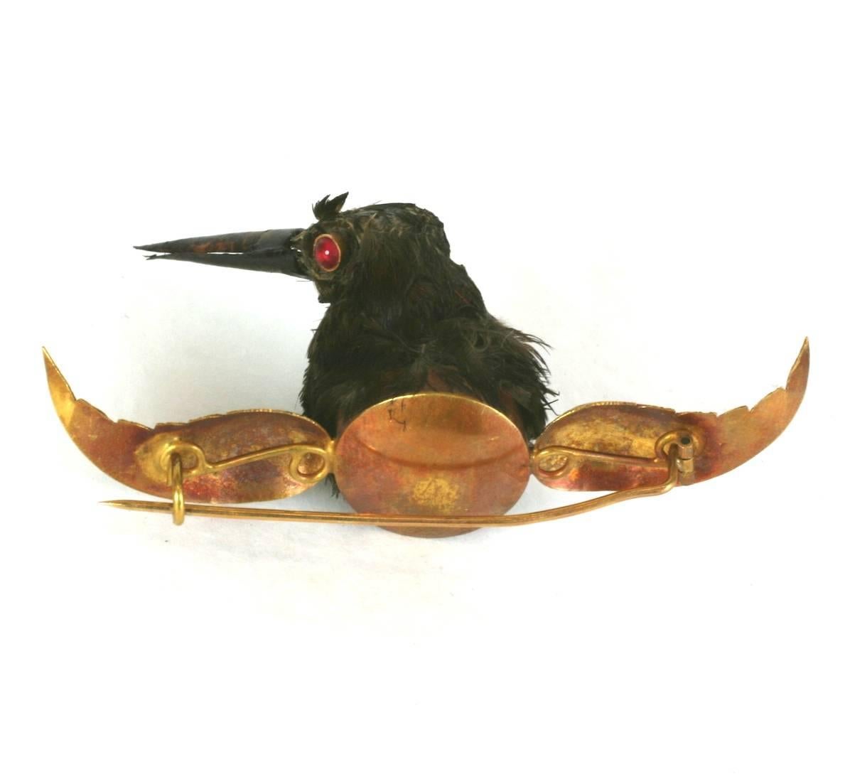 hummingbird taxidermy