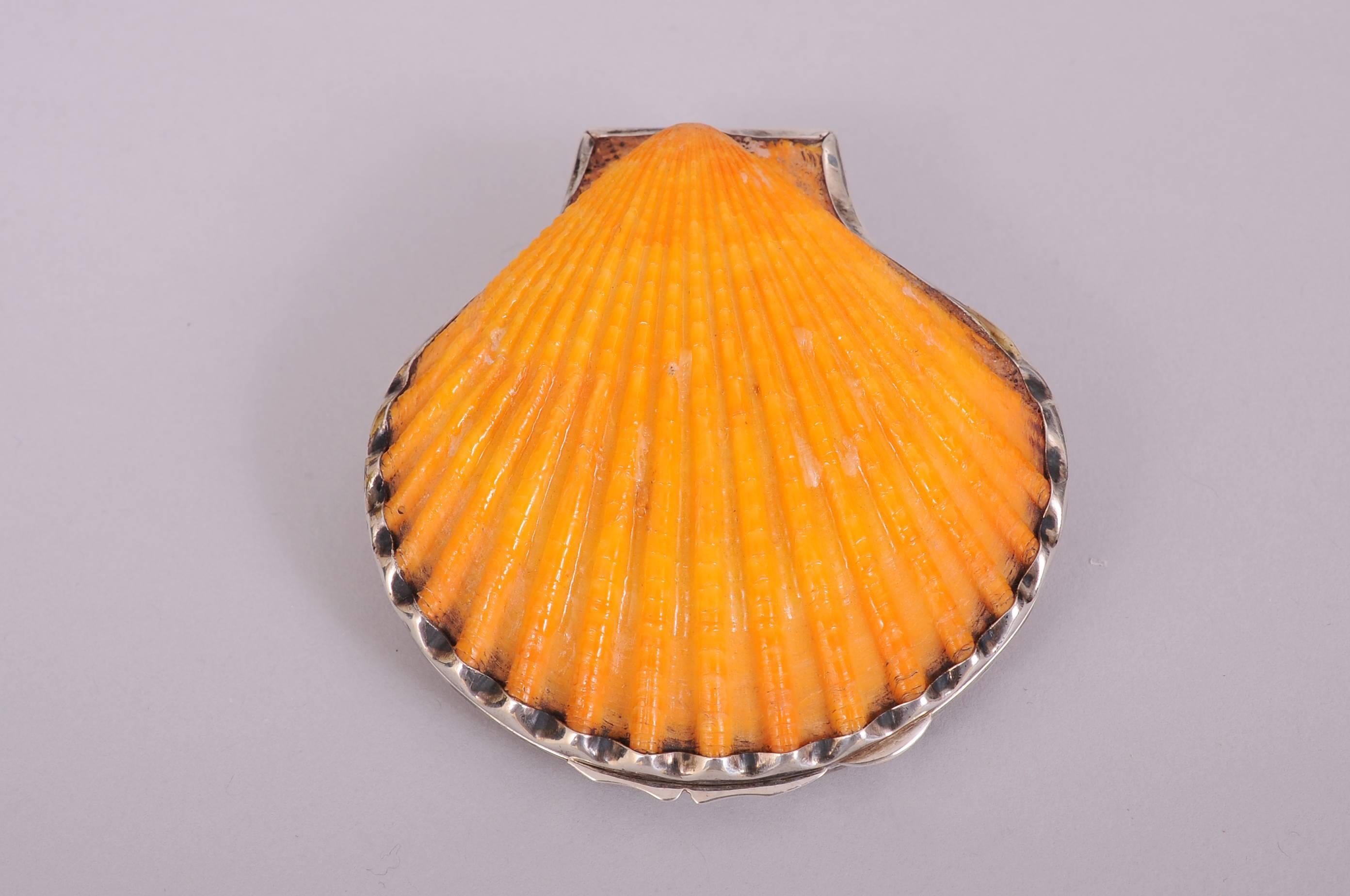 A large saffron colored scallop shell is completely edged with sterling silver. The silver is crimped to follow the edge of the shell. It opens to reveal the pale inside of the shell on top and a round mirror fitted into the other side of the shell.
