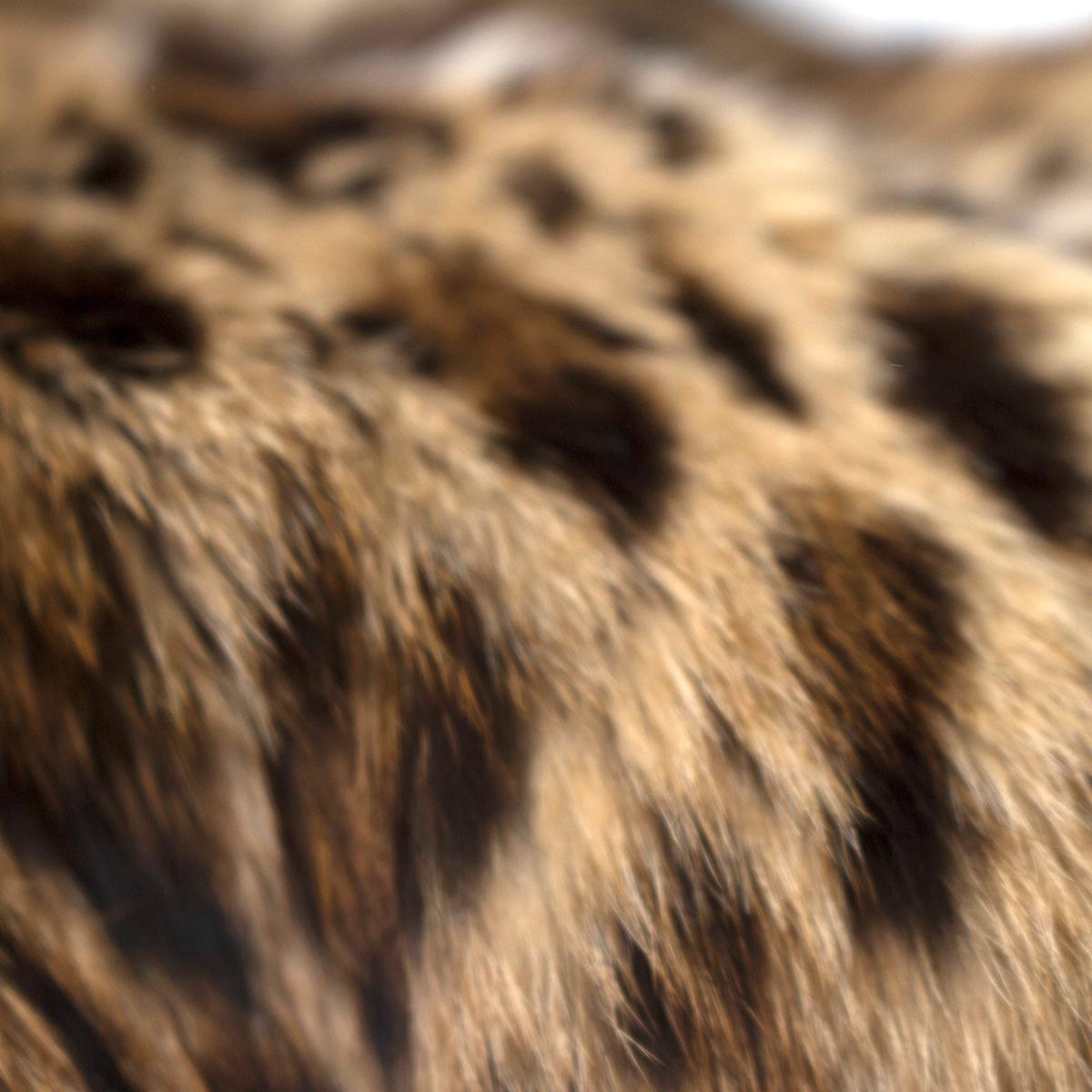  Annabella Pavia Lipicat Fur Coat US 8 1