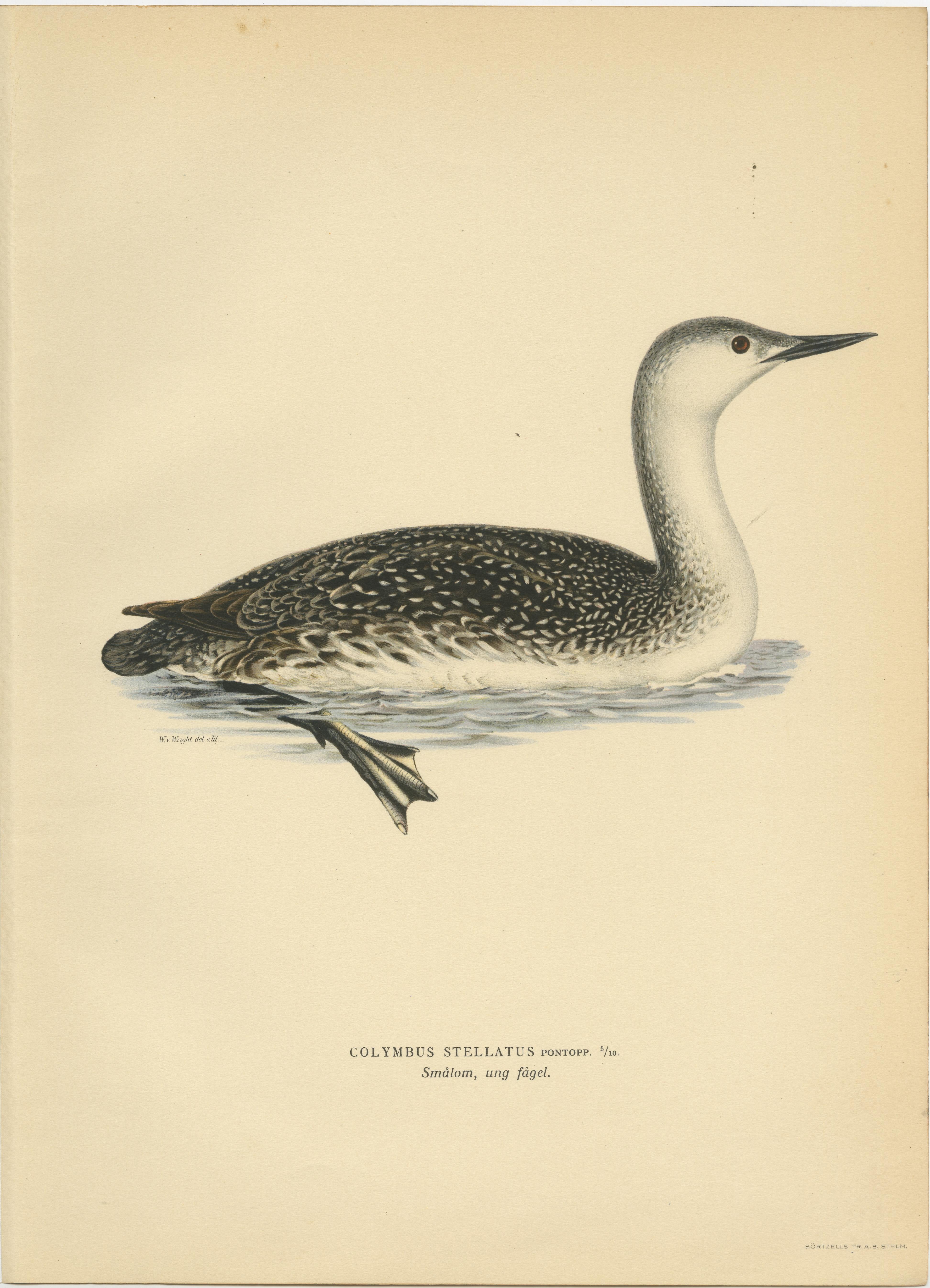 Arctic Diver Lithograph: The Red-throated Loon (Gavia stellata), 1927 In Good Condition For Sale In Langweer, NL