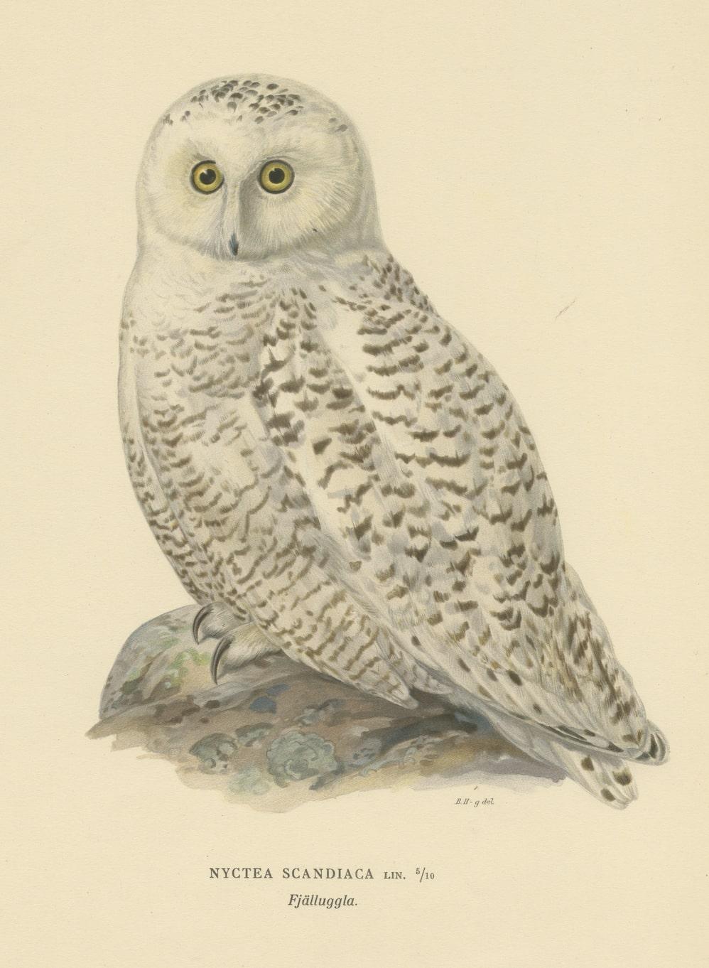 The Arctic Owl: A Magnificent Color Lithograph by Magnus Ferdinand and Wilhelm von Wright

This captivating color lithograph, depicting the Arctic Owl, stands as a testament to the artistic brilliance of Magnus Ferdinand and Wilhelm von Wright.