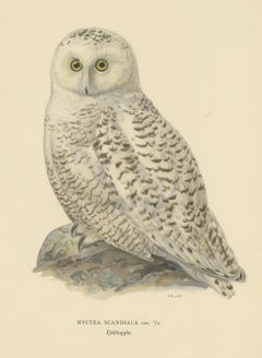 Arctic Owl (colour litho) by Magnus Ferdinand and Wilhelm von Wright, 1929