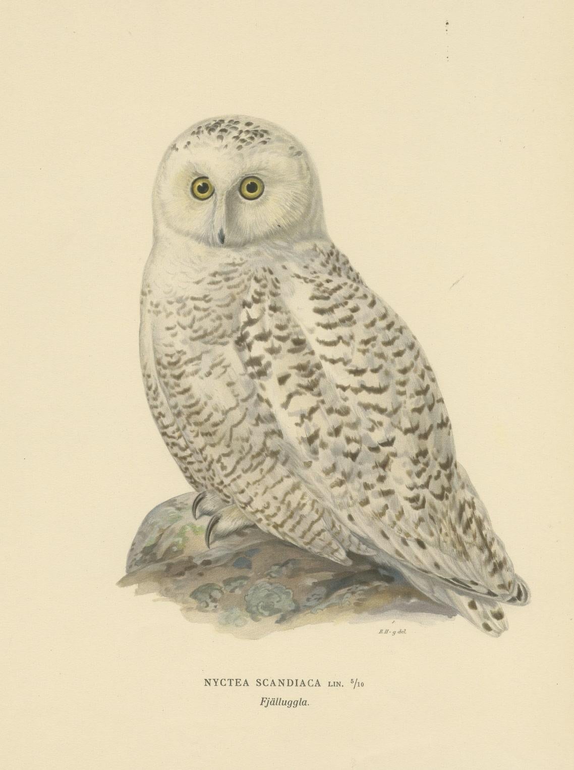Arctic Owl (colour litho) by Magnus Ferdinand and Wilhelm von Wright, 1929 In Good Condition For Sale In Langweer, NL