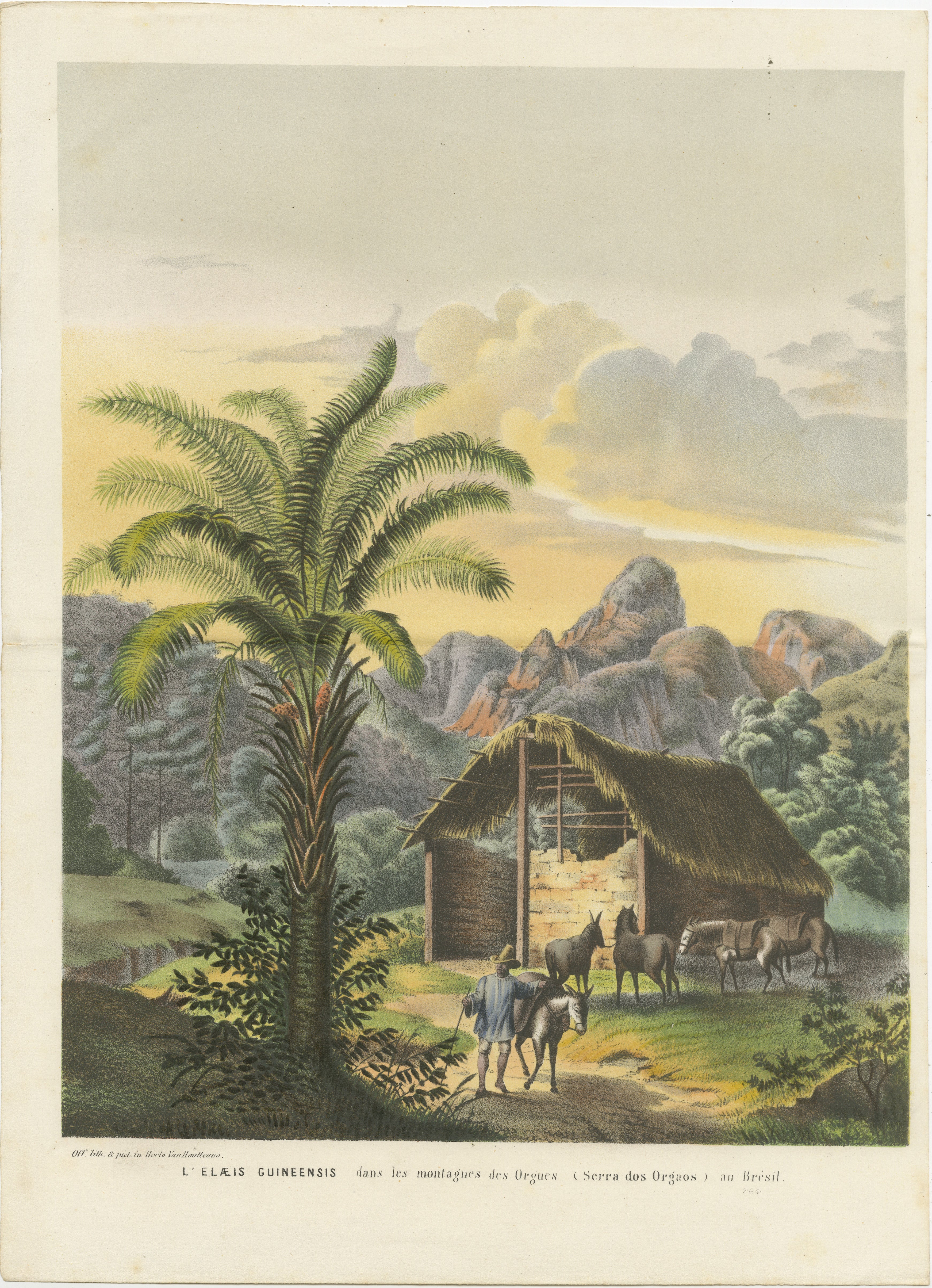 This vintage botanical illustration captures the lush landscape of Serra dos Órgãos in Brazil during the early 19th century. The focal point of the image is the Arecoideae palm, depicted with its characteristic feather-like leaves and robust trunk.