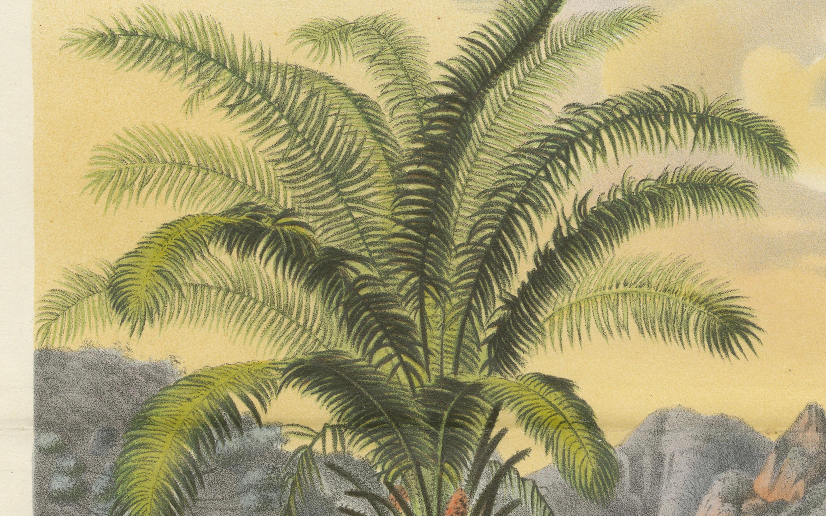 Arecoideae Palm Trees in Serra dos Órgãos, Brazil, circa 1861 In Good Condition For Sale In Langweer, NL
