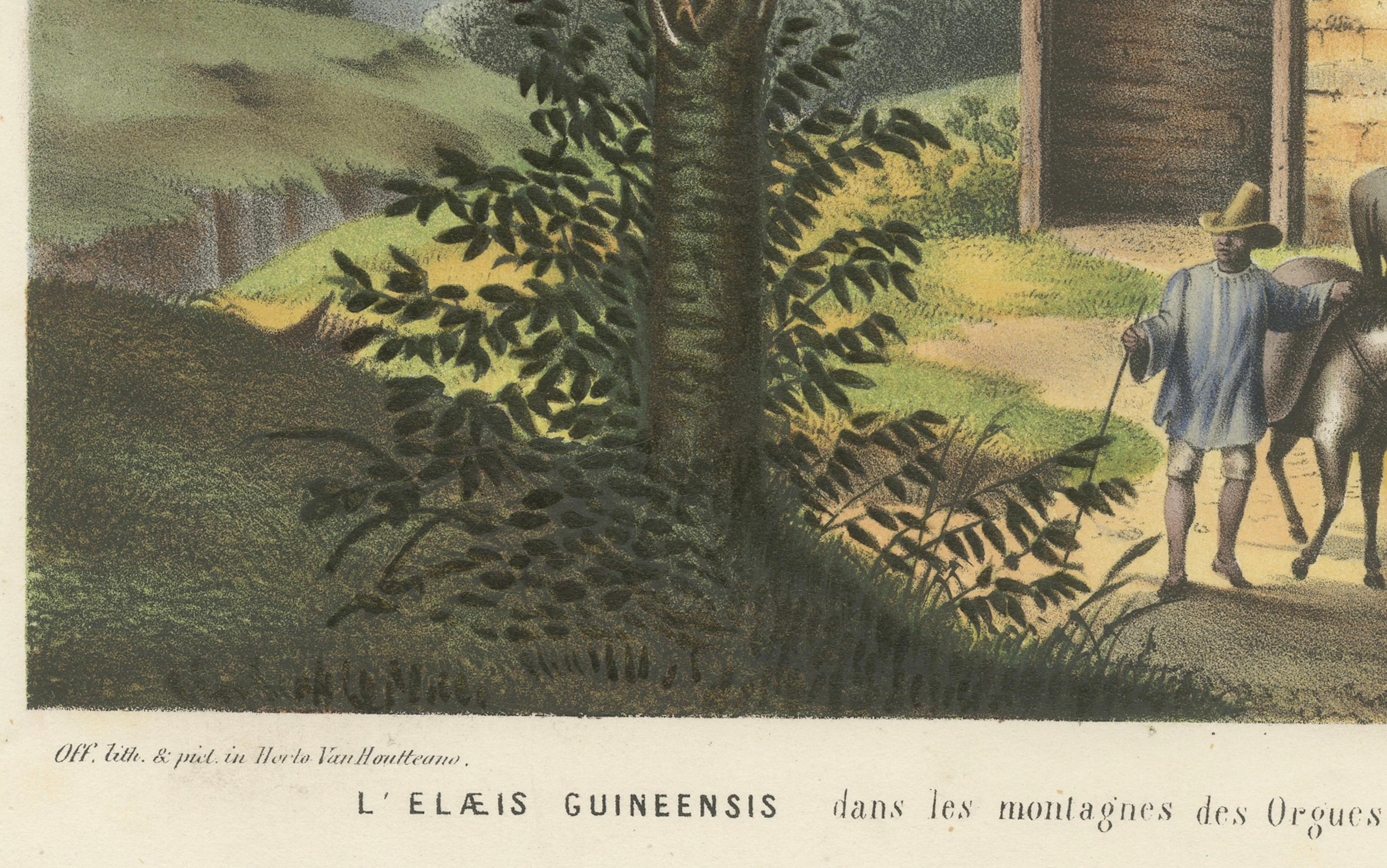 Mid-19th Century Arecoideae Palm Trees in Serra dos Órgãos, Brazil, circa 1861 For Sale