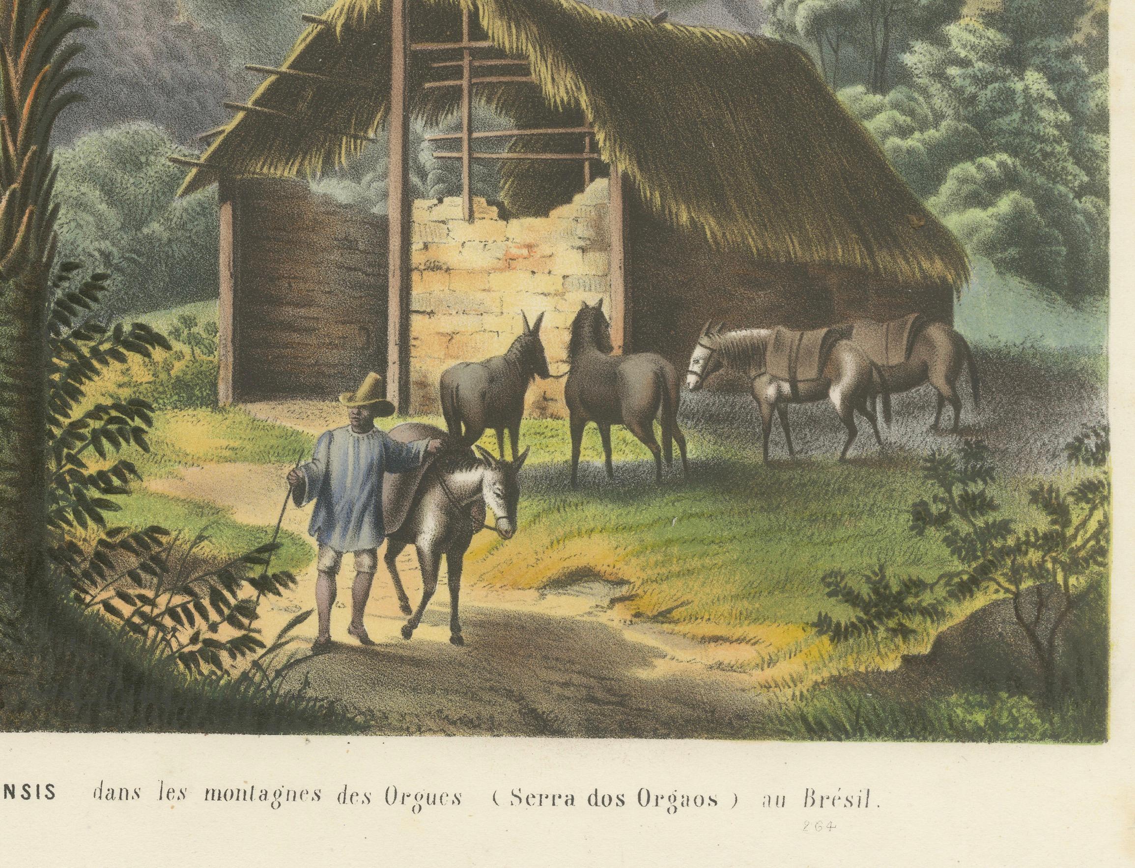 Paper Arecoideae Palm Trees in Serra dos Órgãos, Brazil, circa 1861 For Sale
