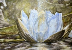 Winter lotus