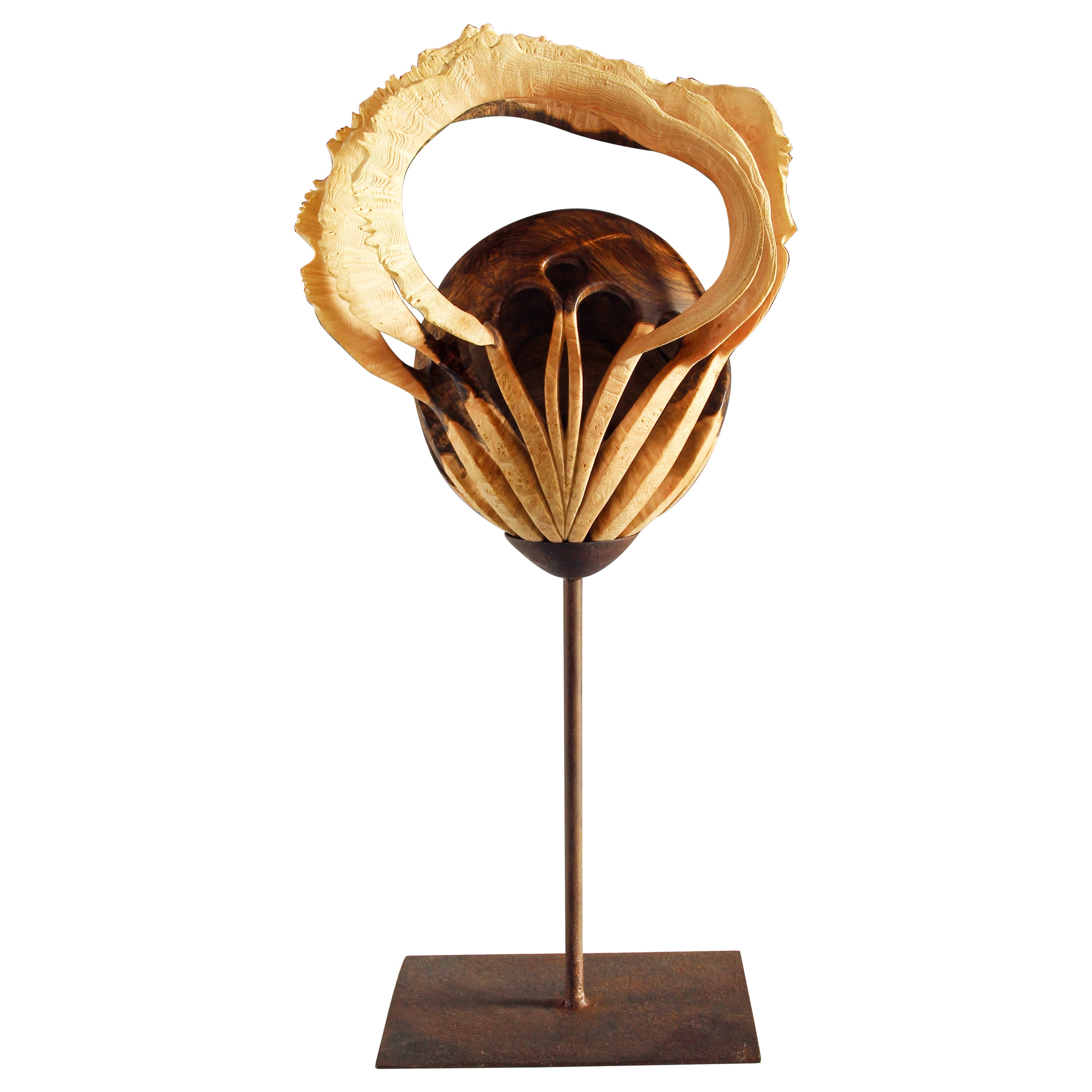 Argonautile by Alain Mailland  wood sculpture For Sale