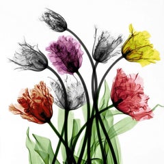 Französische Tulpen-X-Ray-Fotografie auf Dibond-Lammfell, Blumen-Stillleben-Farben, Stillleben