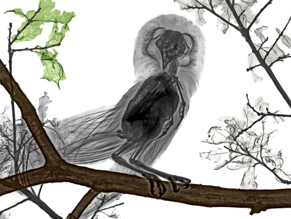 Schleiereule  X-Ray-Fotografie auf Dibond UV-festem Perspex-Vogel in Schwarz und Weiß mit Schwarz-Weiß