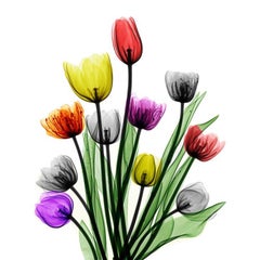 Blumenstrauß aus elf Tulpen, Lammfell-Druck auf Dibond X-Ray-Fotografie Farbe 