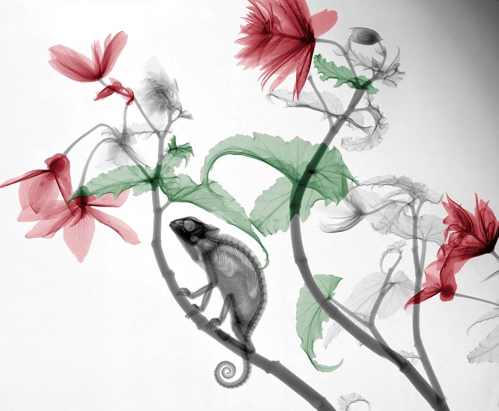 Arie van 't Riet Black and White Photograph - Chameleon Begonia X-Ray Photography on Dibond Color Black and White UV Resistant
