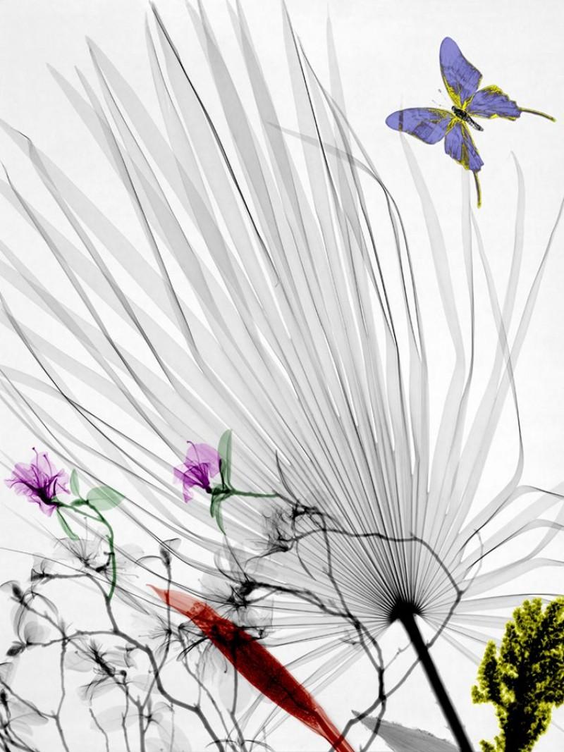 Arie van 't Riet Figurative Photograph - Chamaerops Humilis Azalea Butterfly Lambda Print on Dibond X-Ray Photography 