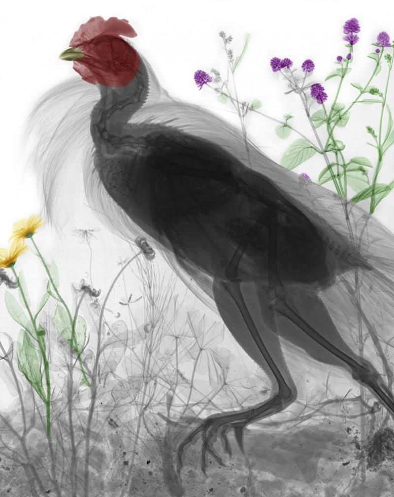 Chicken X-Ray Photography on Dibond Lambda Print Nature Color Black and White