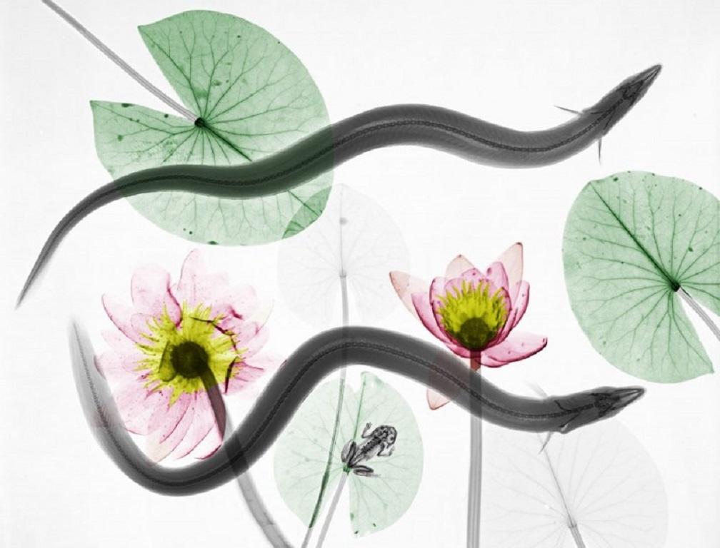 Arie van 't Riet Still-Life Photograph - Eel X-Ray Photography on Dibond Lambda Print Fish Nature Still Life Color