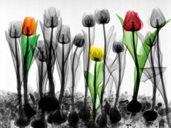 Field of Tulips X-Ray Photography on Dibond Lambda Print Flowers Still Life