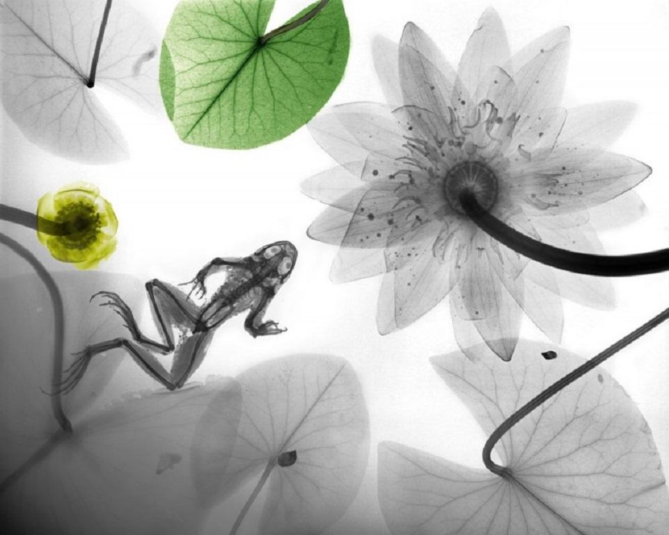 Arie van 't Riet Figurative Photograph - Frog Water Lily X-Ray Photography Lambda Print on Dibond Nature Still Life