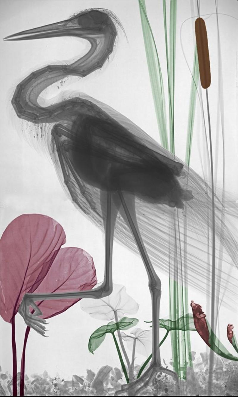 Arie van 't Riet Black and White Photograph - Heron X-Ray Photography Lambda Print on Dibond Still Life Color Bird Nature