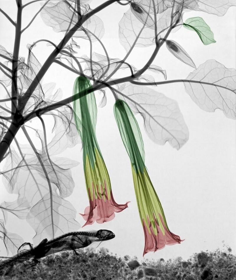 Arie van 't Riet Figurative Photograph - Iguana Angels Trumpet Brugmansia Lambda Print X-Ray Photography on Dibond Color