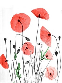 Klaprozen Poppies Flowers Photographie aux rayons X sur Dibond Lambda Print Nature Color