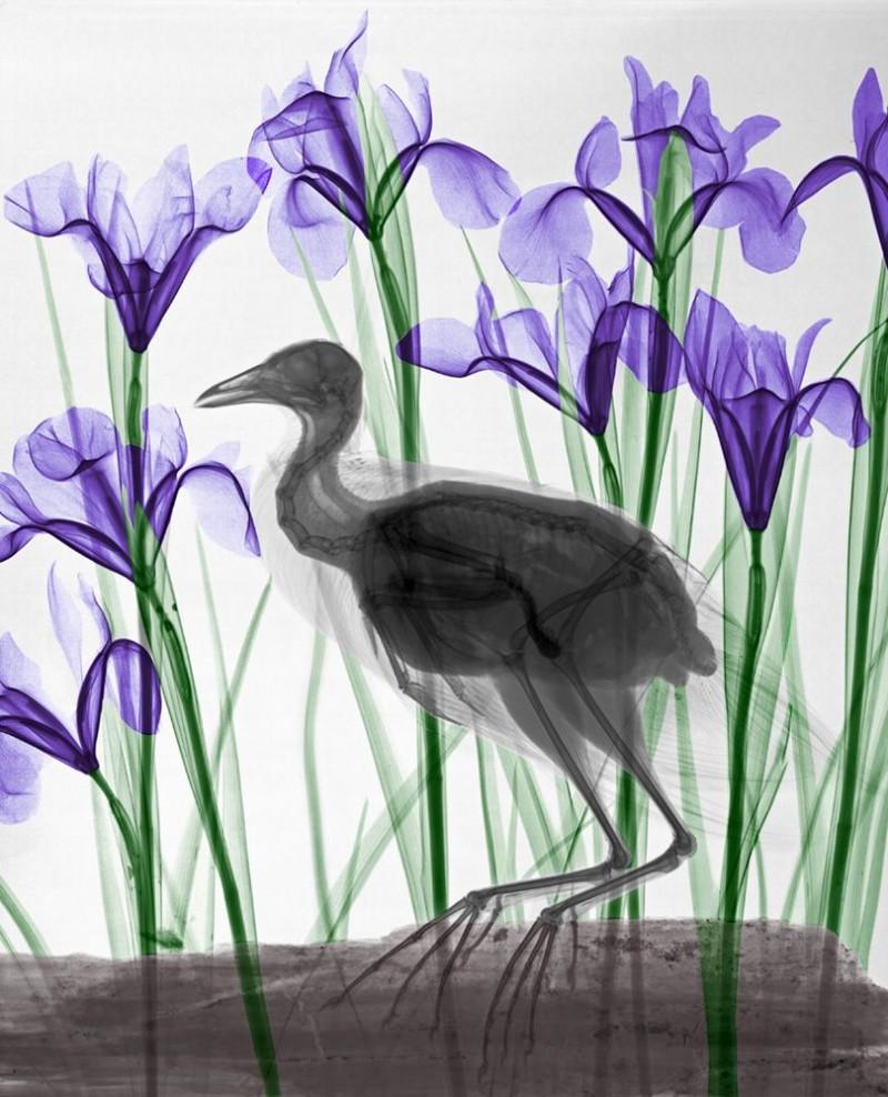 Moorhen Iris X-Ray Photography on Dibond Lambda Print Nature Still Life Color