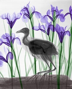 Moorhuhn Iris Röntgenaufnahme auf Dibond Lambda Print Nature Still Life Color