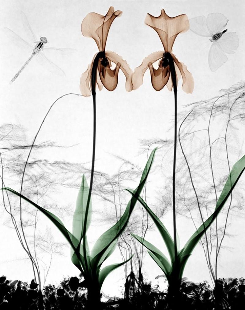 Arie van 't Riet Color Photograph - Orchids X-Ray Photography on Dibond Lambda Print X-Ray Photography Flowers 