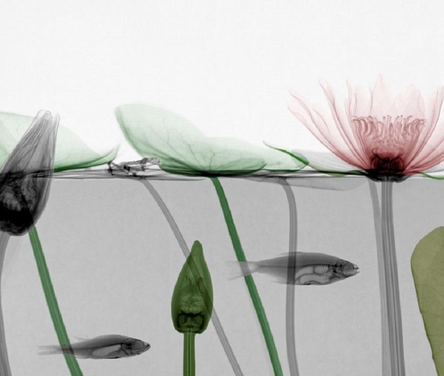 Arie van 't Riet Color Photograph - Roach Waterlily X-Ray Photography on Dibond Lambda Print Nature Color 