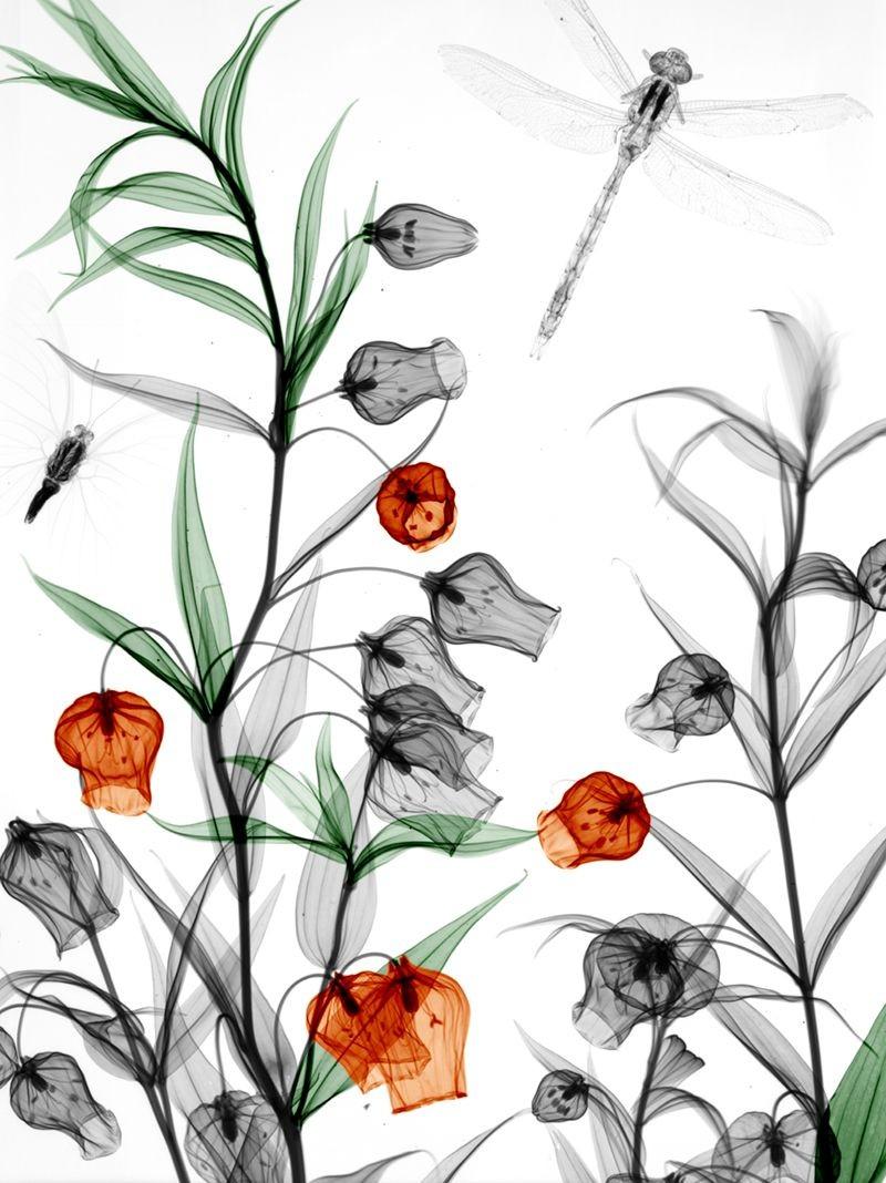 Arie van 't Riet Color Photograph - Sandersonia Dragonfly Butterfly X-Ray Photography Lambda Print on Dibond Nature