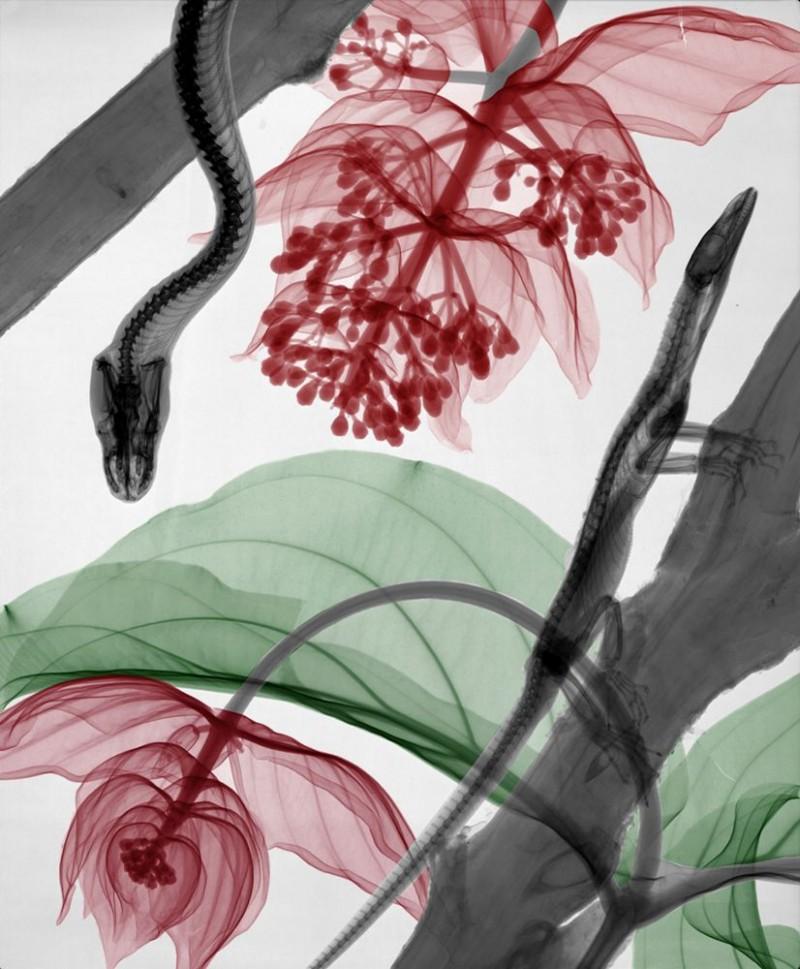 Arie van 't Riet Figurative Photograph - Savannah Monitor Python Medinilla X-Ray Photography Lambda Print on Dibond Color