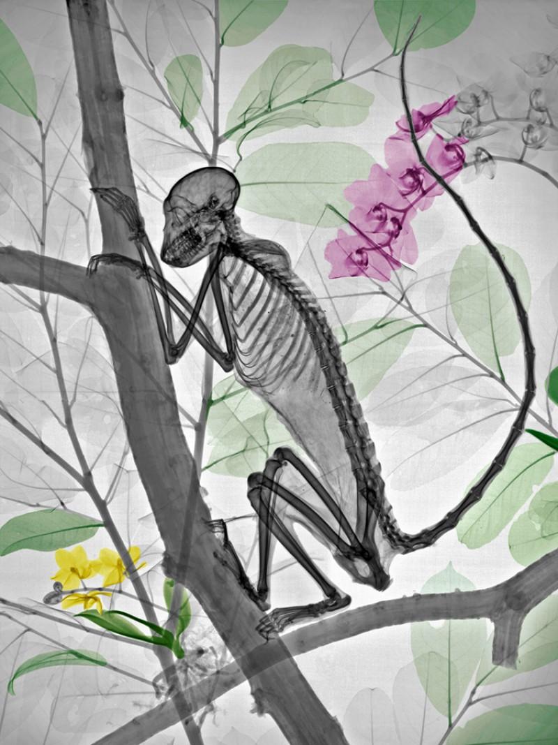 Arie van 't Riet Black and White Photograph - Squirrel Monkey X Ray  Color Photography on Dibond with Perspex UV Resistant 