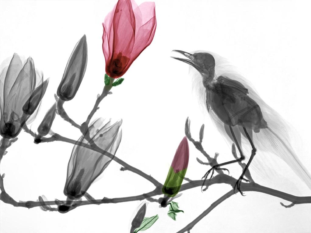 Arie van 't Riet Color Photograph – Turdus Merula Magnolien-X-Ray-Fotografie auf Dibond-Farbe Schwarz-Weiß-Vogel, Turdus Merula 