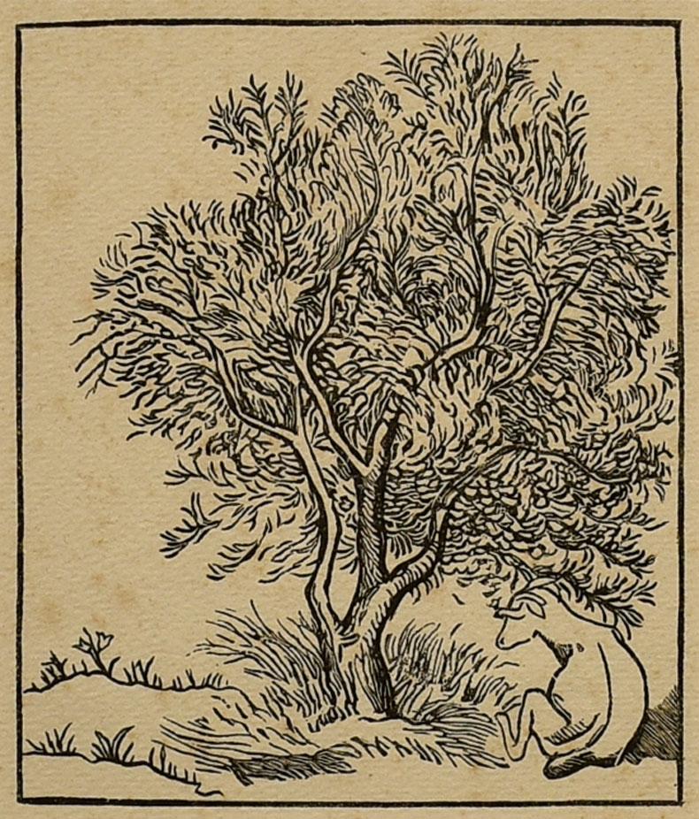 Aristide Maillol Animal Print - Goat Under an Olive Tree