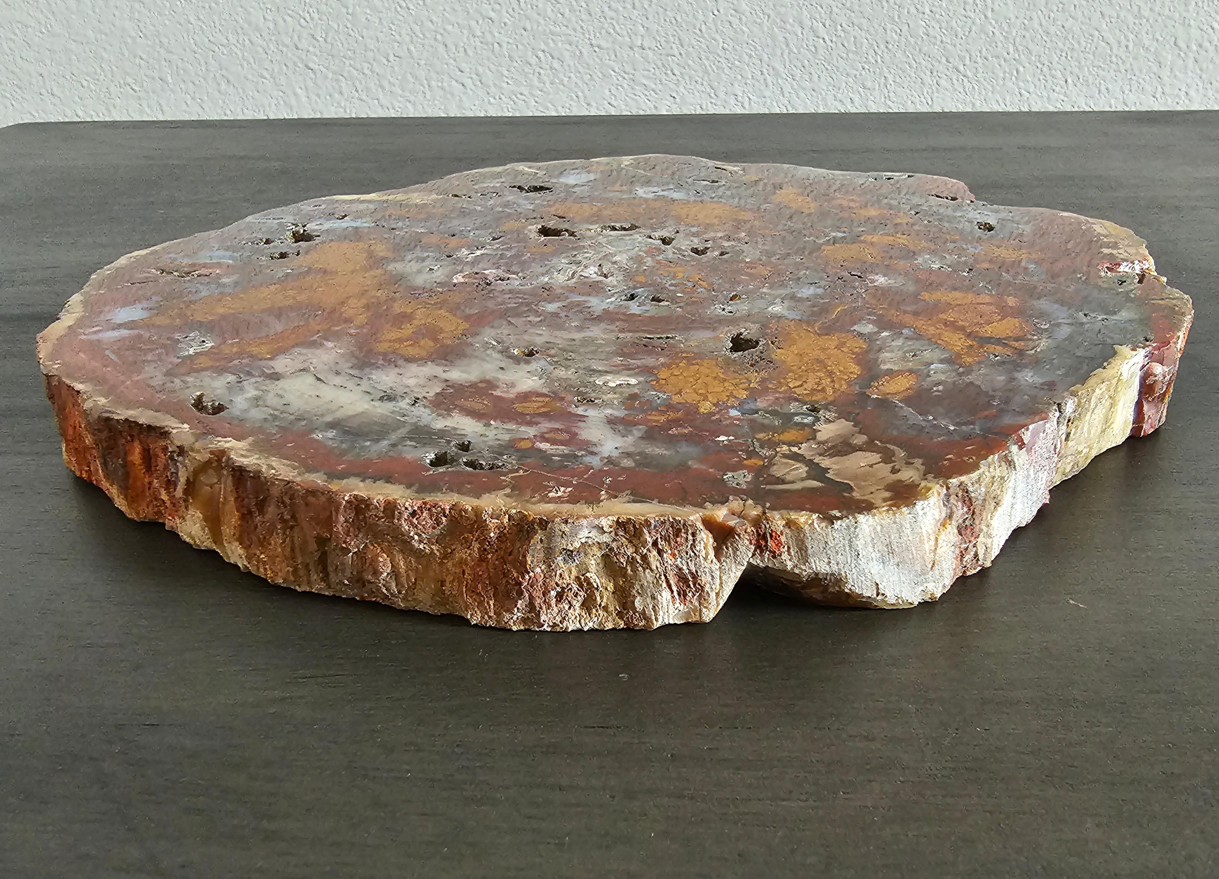 Arizona Triassic Petrified Wood Conifer Araucaria Slab Specimen For Sale 5