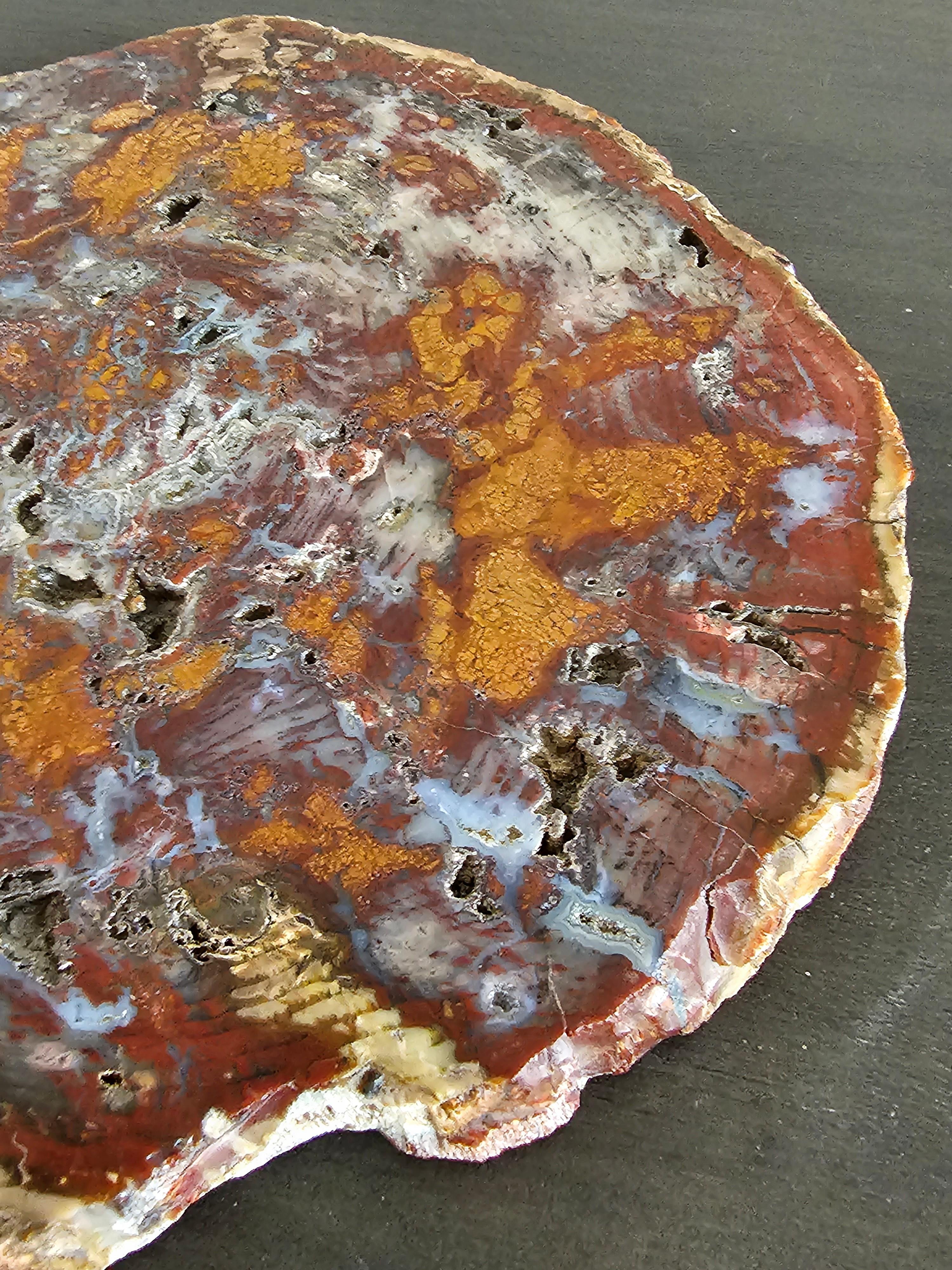 Arizona Triassic Petrified Wood Conifer Araucaria Slab Specimen For Sale 9