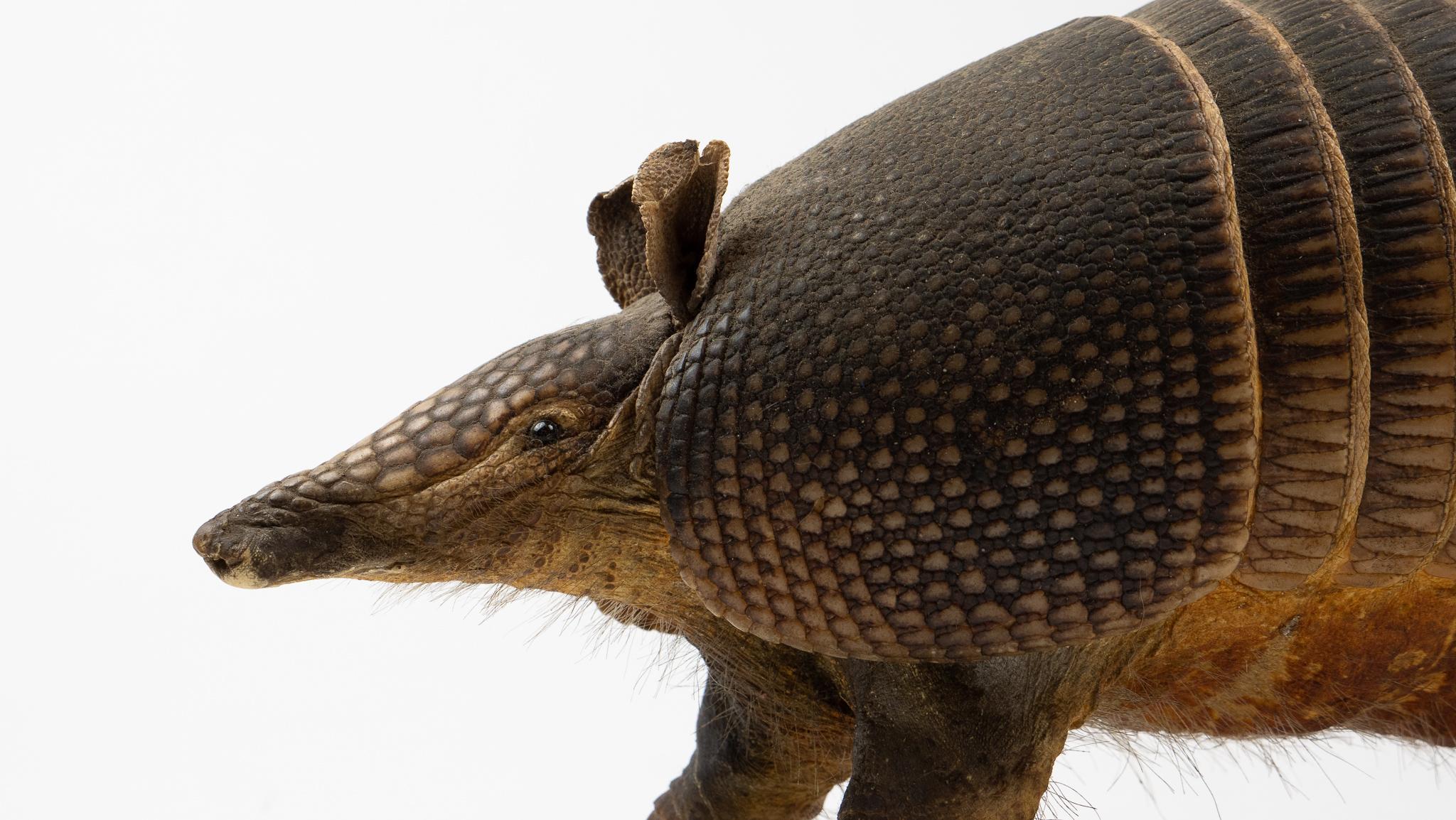 Armadillo taxidermy, free-standing. Armadillos (from Spanish 