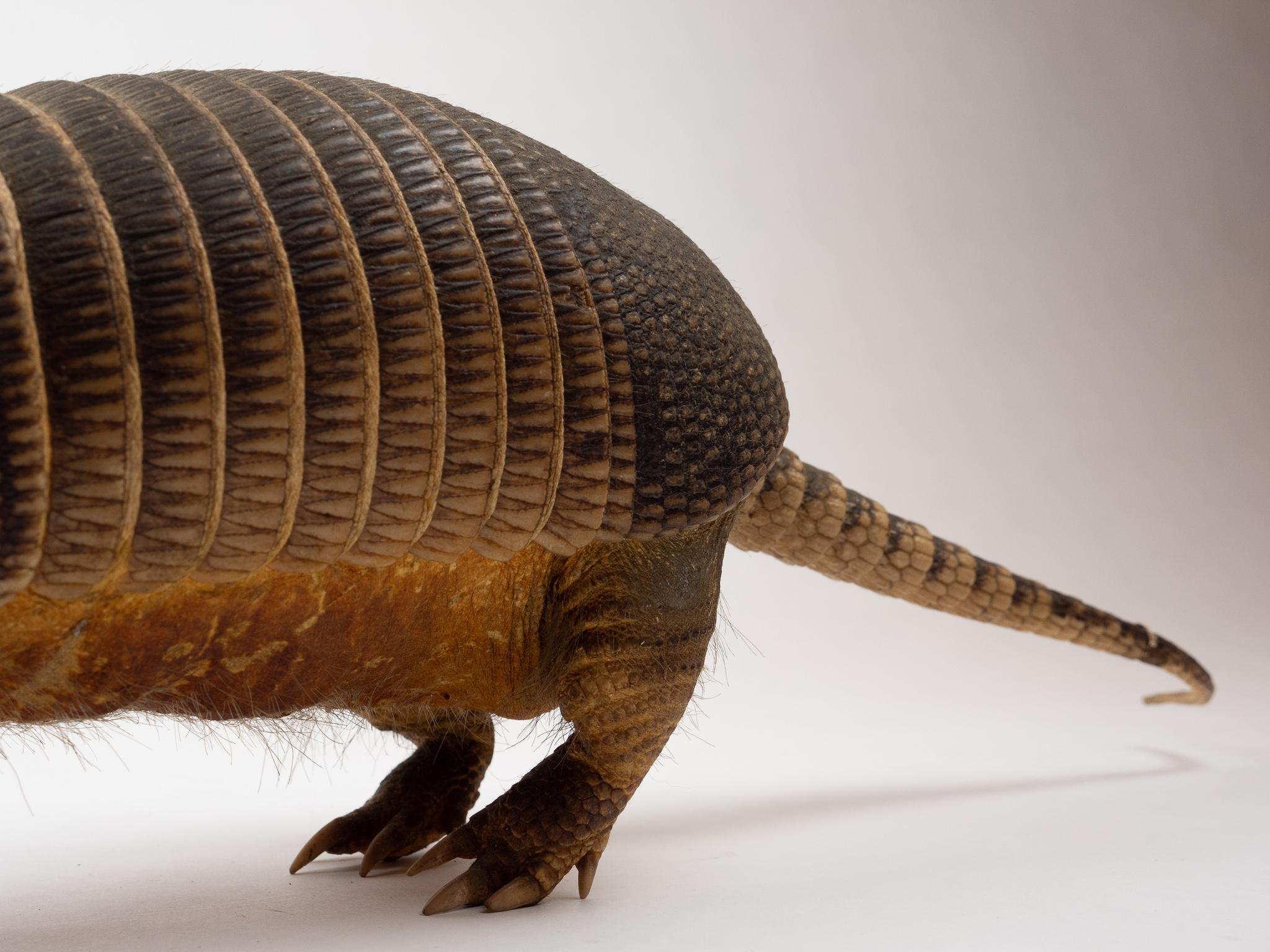 taxidermy armadillo