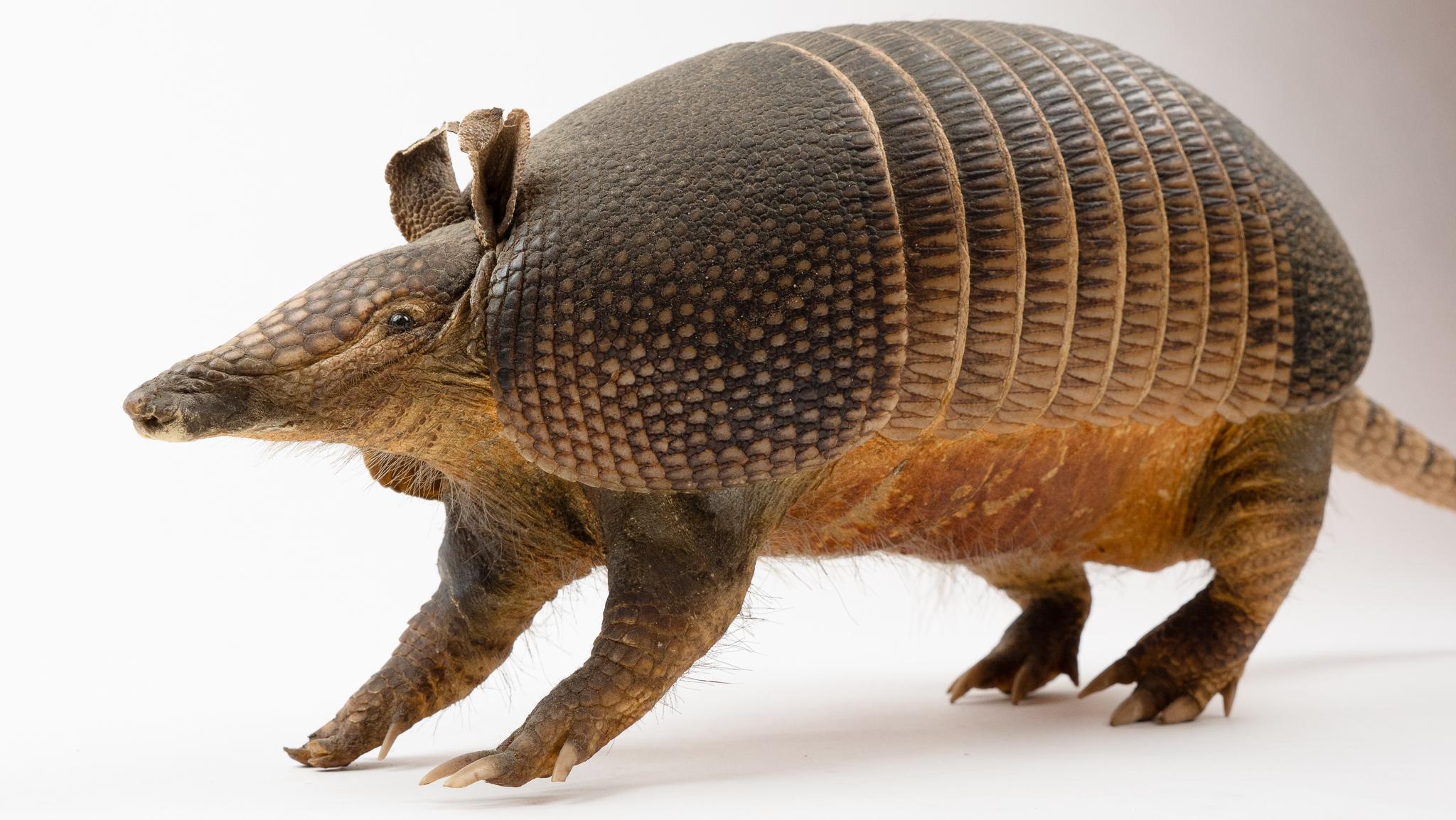 Armadillo Taxidermy For Sale at 1stDibs taxidermy armadillo