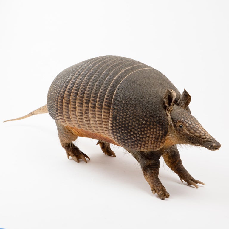Armadillo Taxidermy For Sale at 1stDibs