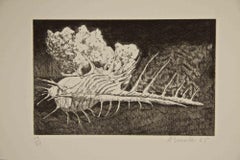 Concha y Piedra - Aguafuerte de Armando Buratti - 1965