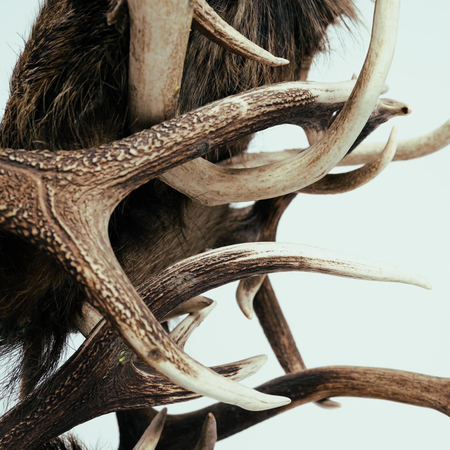 Armchair, Hunting Trophy, Antler, Red Deer, Fallow, Wild Boar, Hide For Sale 3