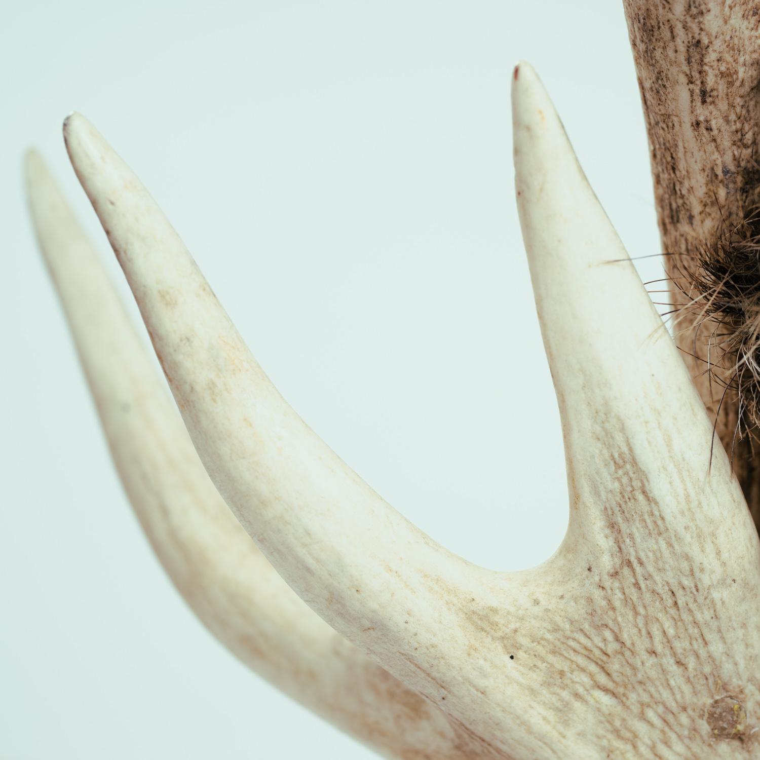 Armchair, Hunting Trophy, Antler, Red Deer, Fallow, Wild Boar, Hide For Sale 13