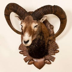 Armenian Mouflon Sheep Trophy Mount