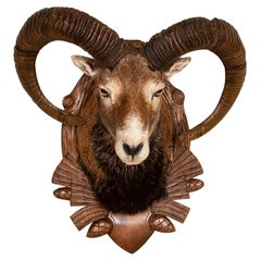 Armenian Mouflon Sheep Trophy Mount