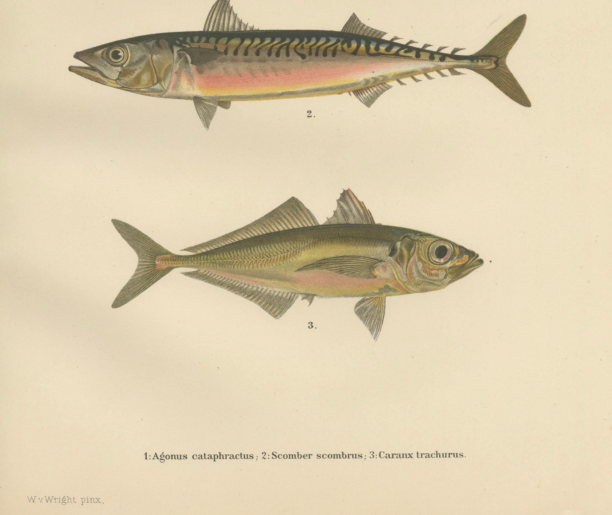Gepanzerter Stierkopf, Atlantische Makrele und Atlantische Stöcker - Atemberaubende skandinavische Fischlithografie  

Diese bemerkenswerte Lithografie aus dem 19. Jahrhundert von *Skandinaviens Fiskar* zeigt drei verschiedene skandinavische