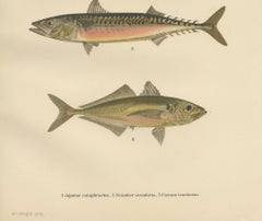 Armored Bullhead, Atlantic Mackerel and Horse Mackerel - Amazing 1895 Fish Litho