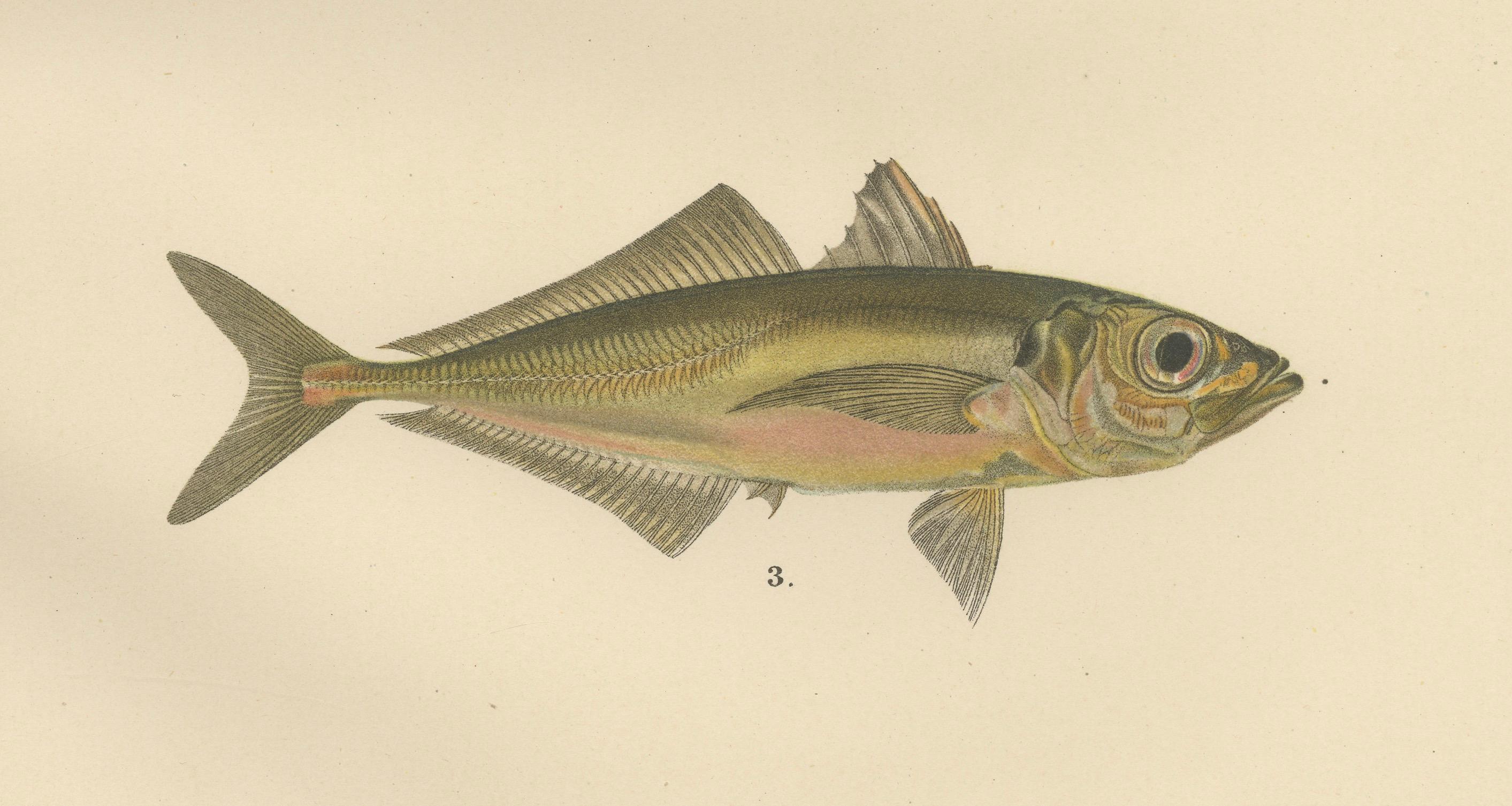 Wappender Stierkopf, Atlantic Mackerel und Pferd Mackerel – Außergewöhnliches 1895 Fischlithho mit Wappen (Spätes 19. Jahrhundert) im Angebot