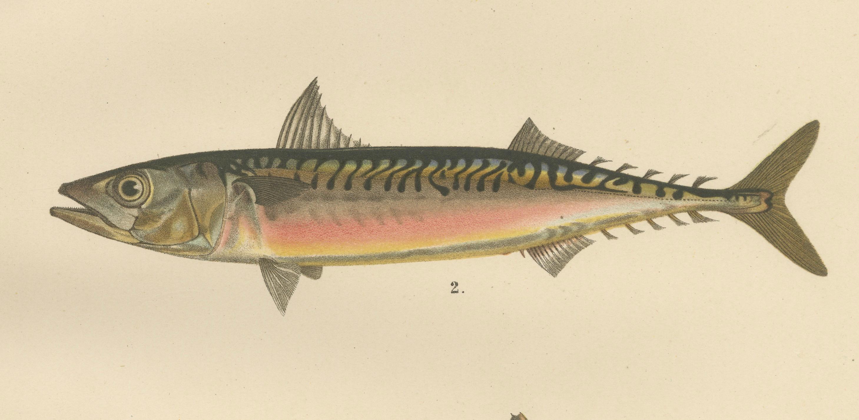 Wappender Stierkopf, Atlantic Mackerel und Pferd Mackerel – Außergewöhnliches 1895 Fischlithho mit Wappen (Papier) im Angebot